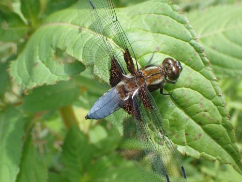 Libellula depressa